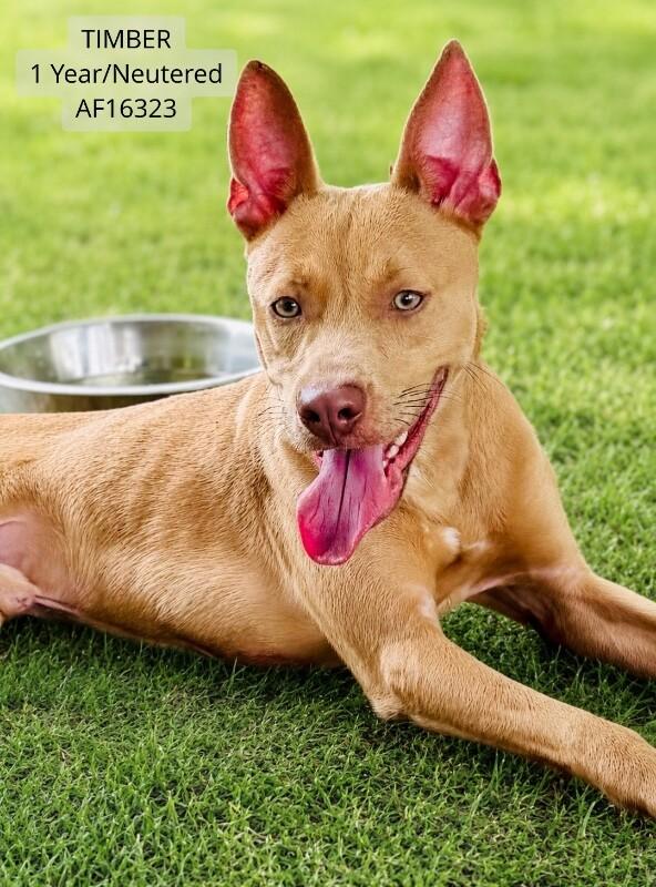 Enlarge Timber, a Adoptable Pit Bull Terrier in Supply, NC image 1/1