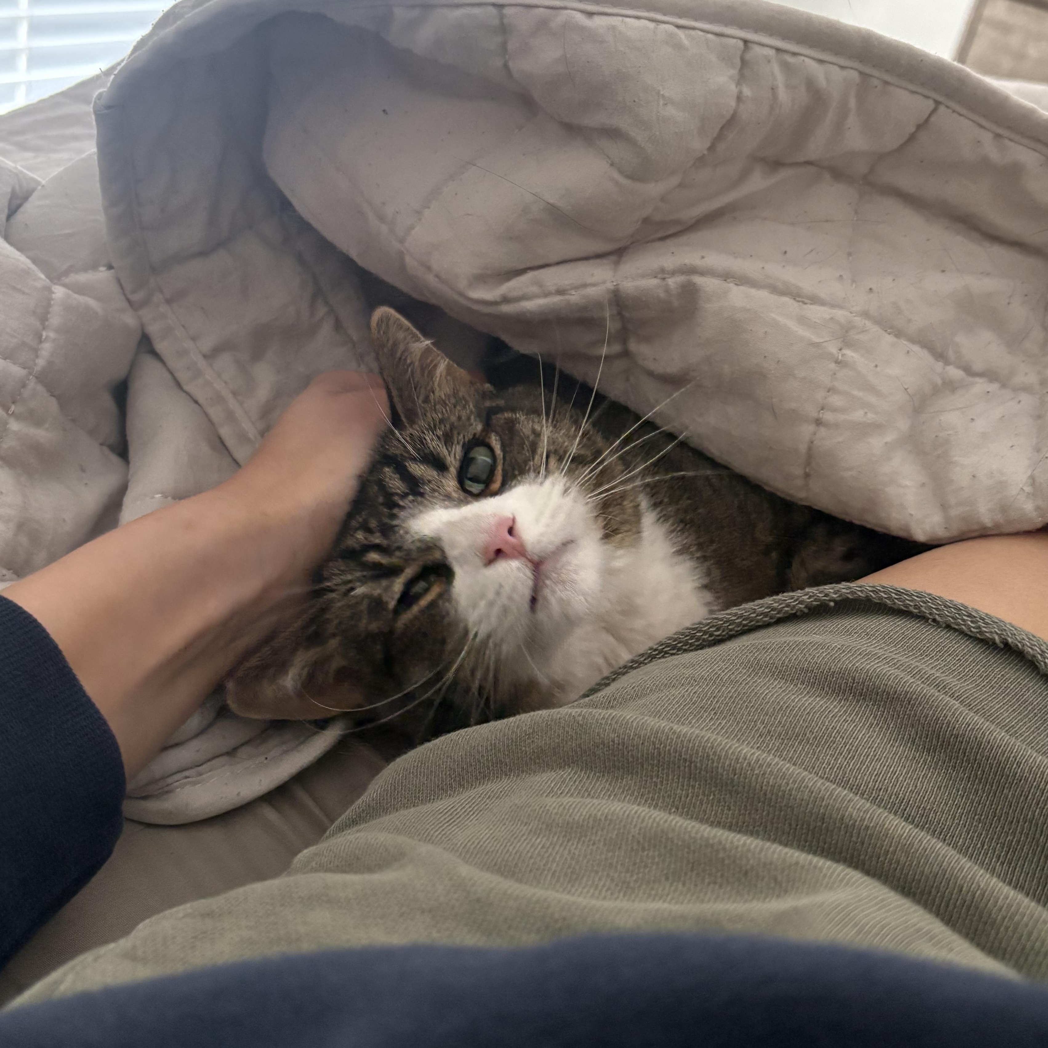 Sunshine & Winterr, a ADOPTABLE Domestic Short Hair in Waltham, MA image 2/6