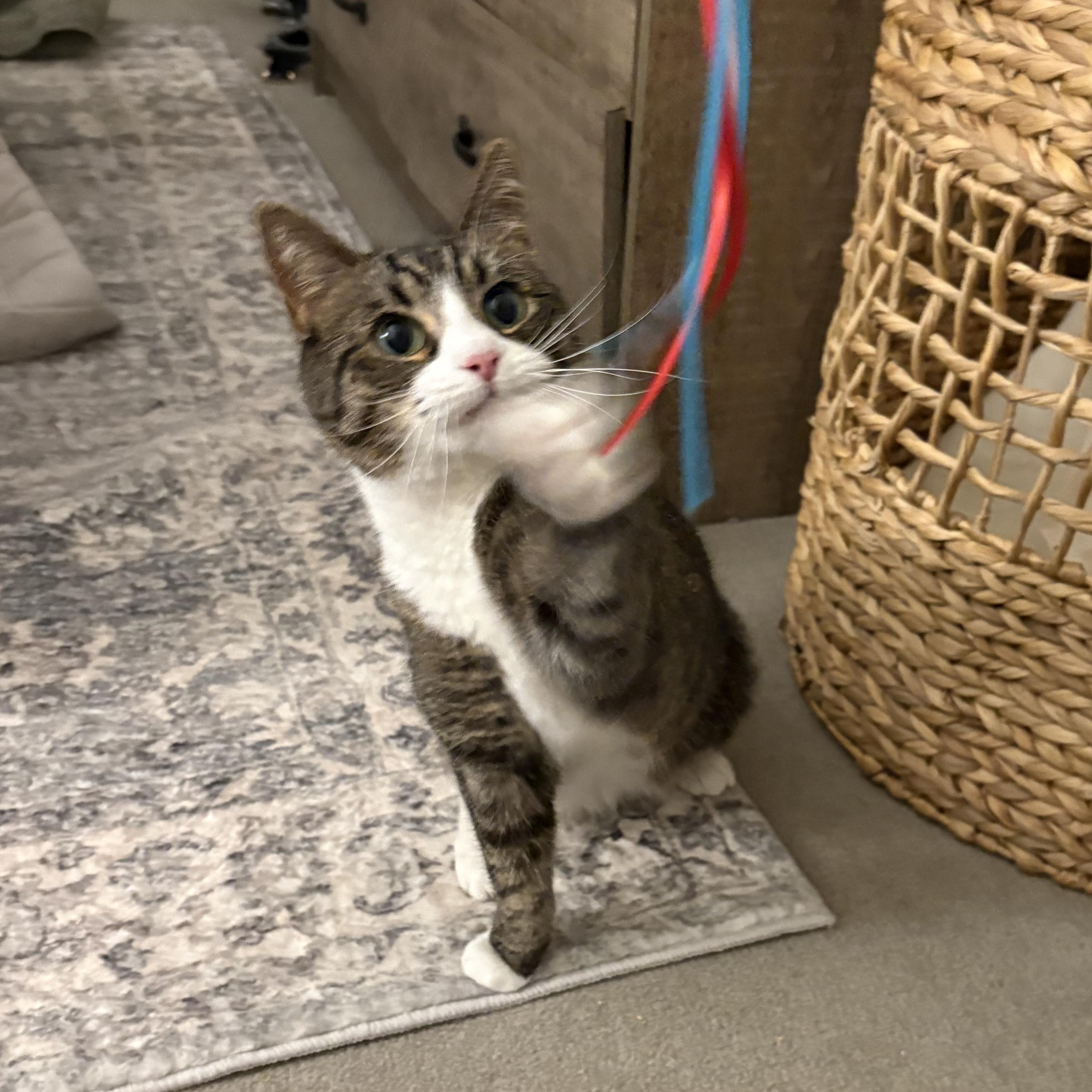 Sunshine & Winterr, a ADOPTABLE Domestic Short Hair in Waltham, MA image 4/6