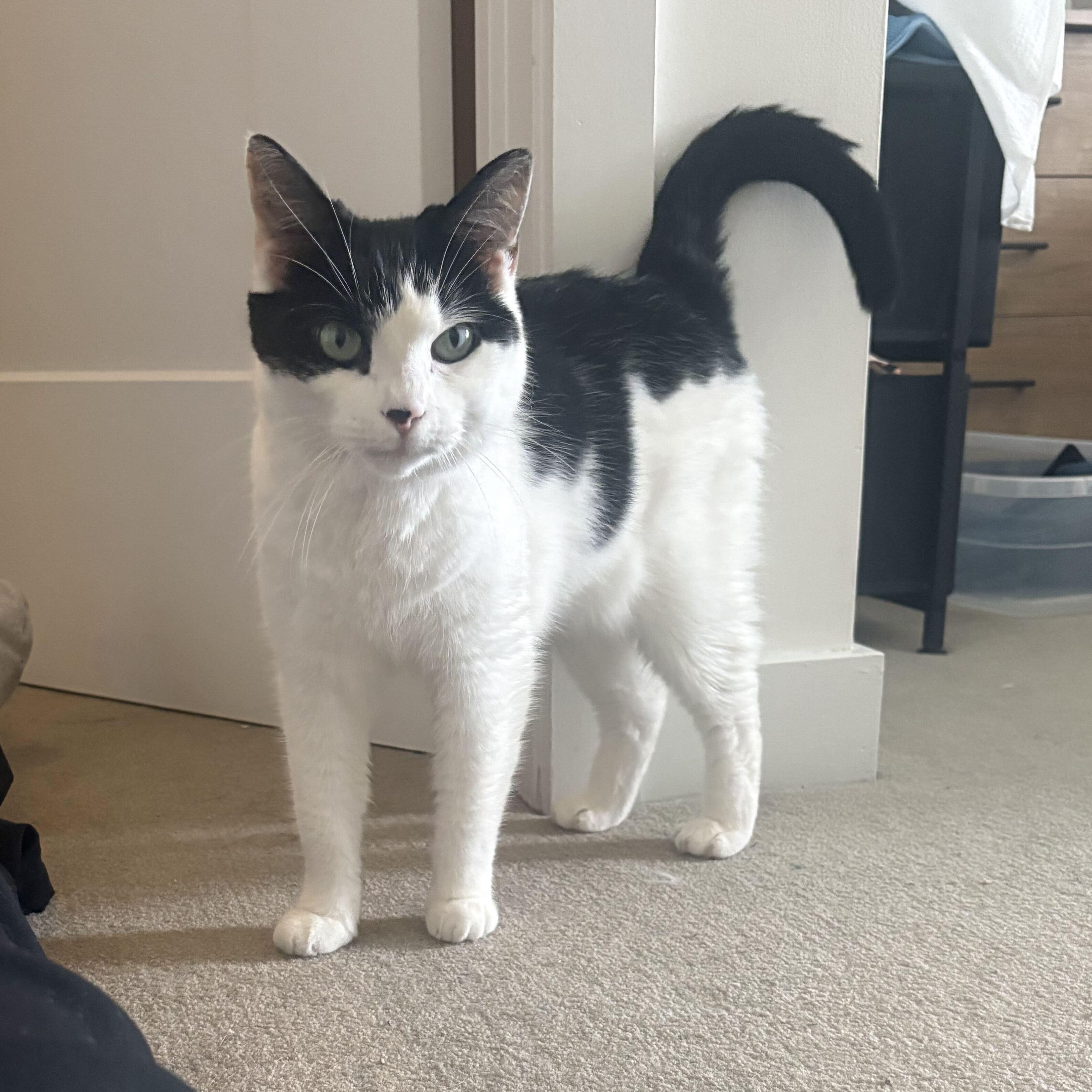 Sunshine & Winterr, ADOPTABLE, Adult Female Domestic Short Hair.