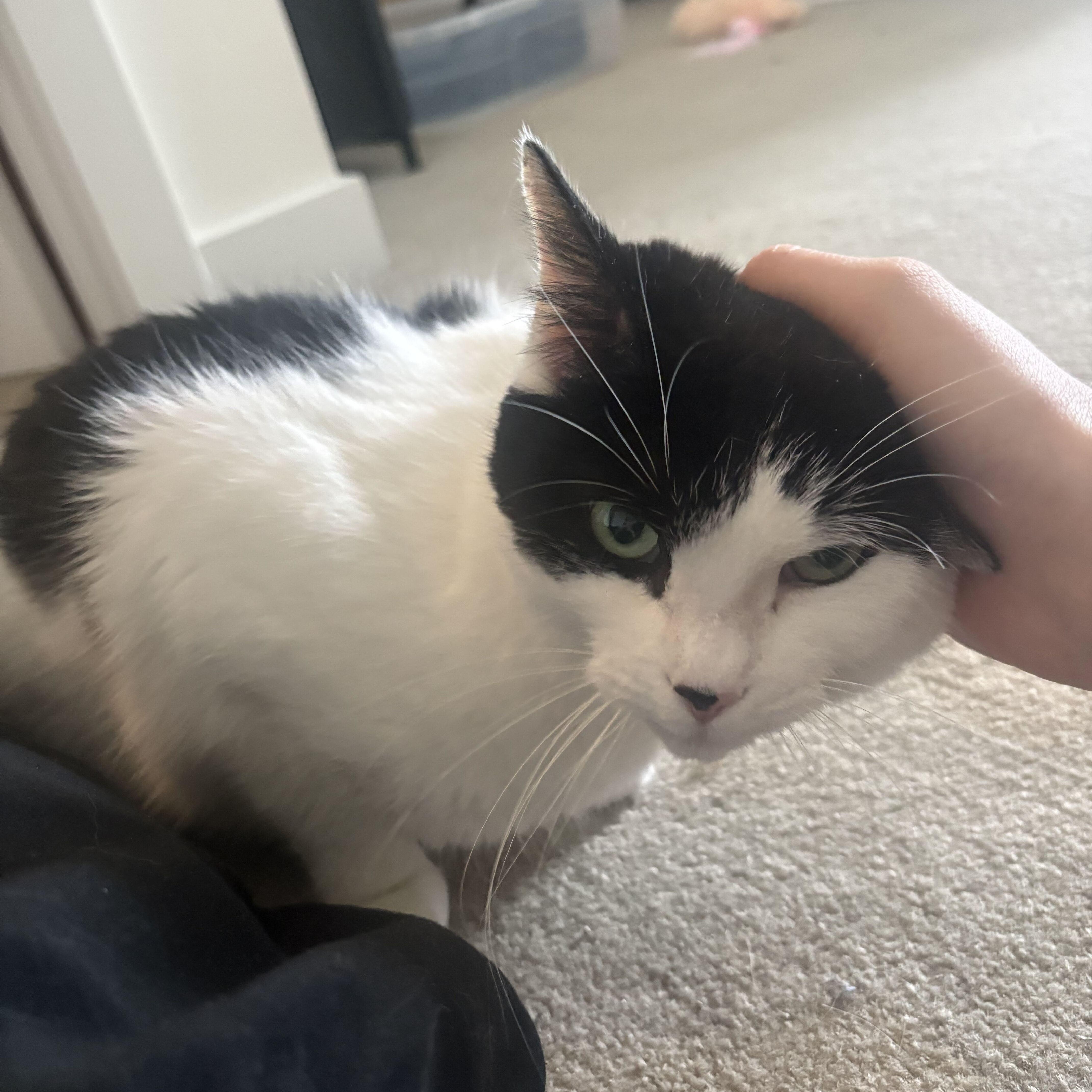 Sunshine & Winterr, a ADOPTABLE Domestic Short Hair in Waltham, MA image 3/6