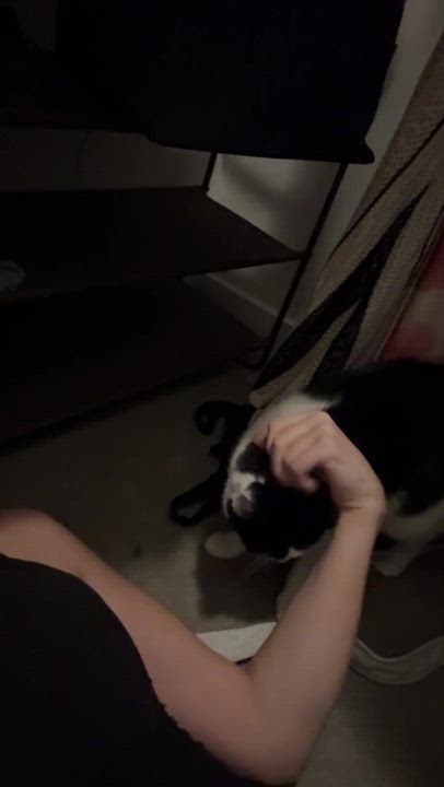 Enlarge Sunshine & Winterr, a ADOPTABLE Domestic Short Hair in Waltham, MA video 6/6