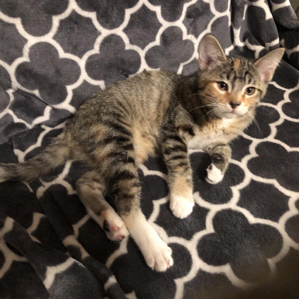 Nigel, Adoptable, Kitten Female Domestic Short Hair.