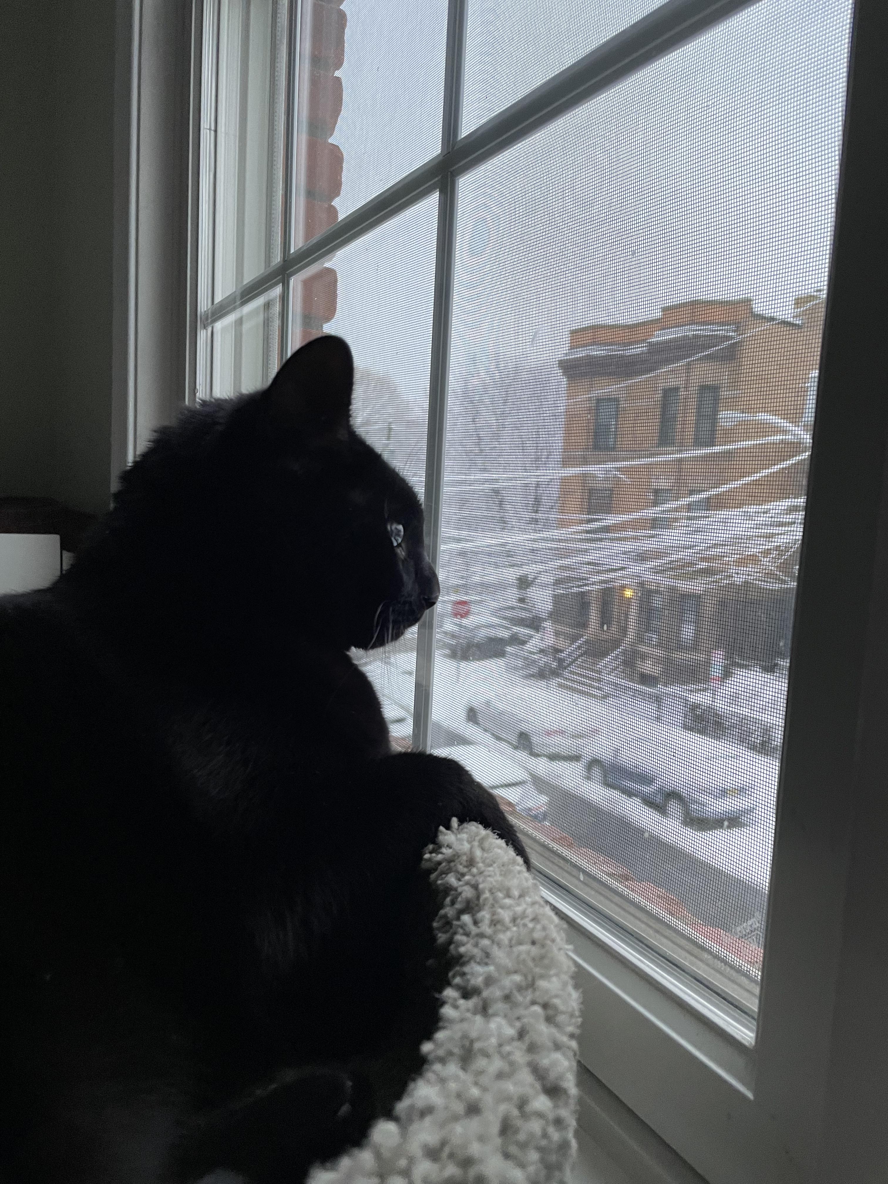 Mulan, Adoptable, Adult Female Domestic Short Hair & Tuxedo.