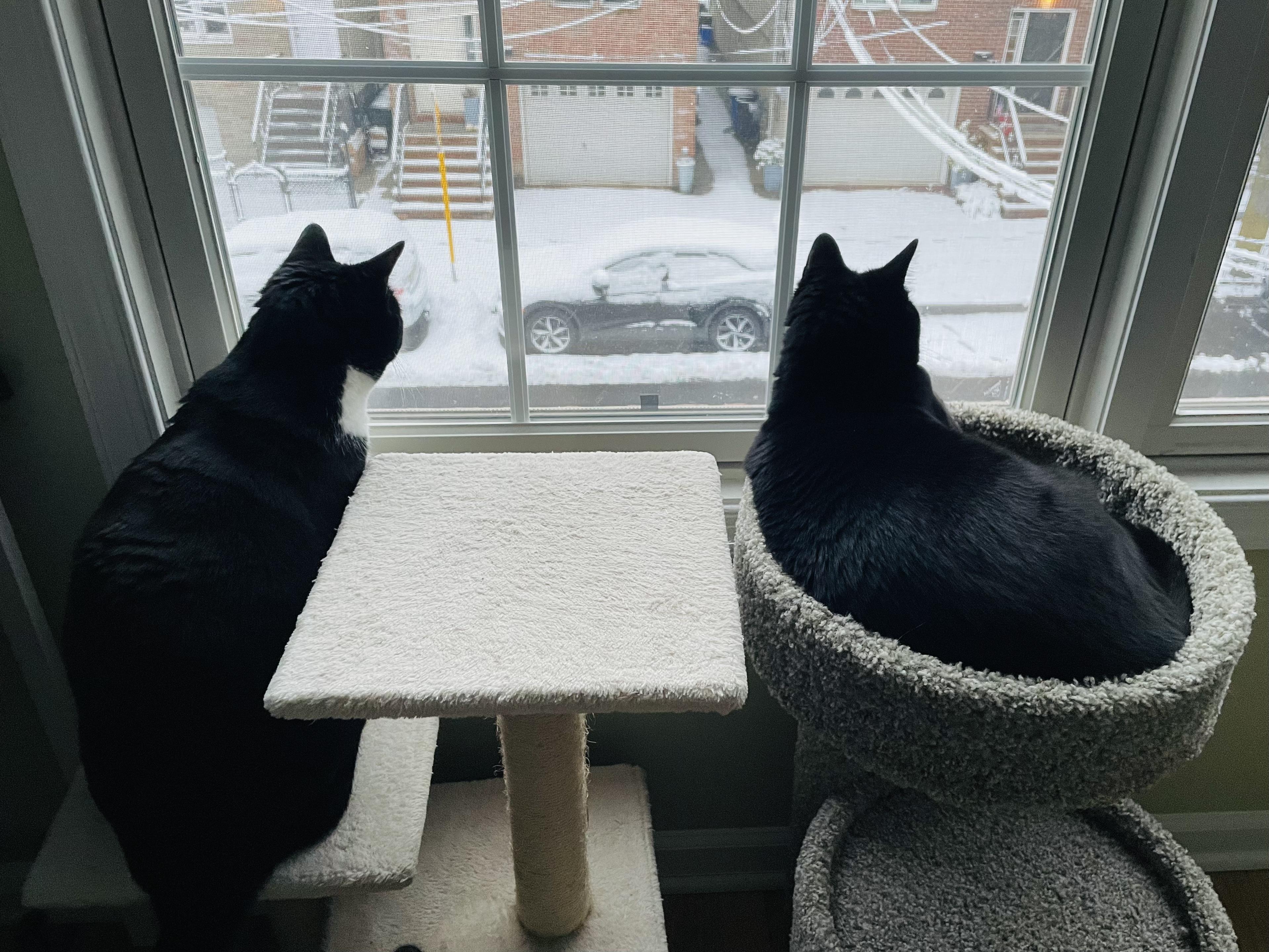 Mulan, a Adoptable mixed breed in Jersey City, NJ image 2/4