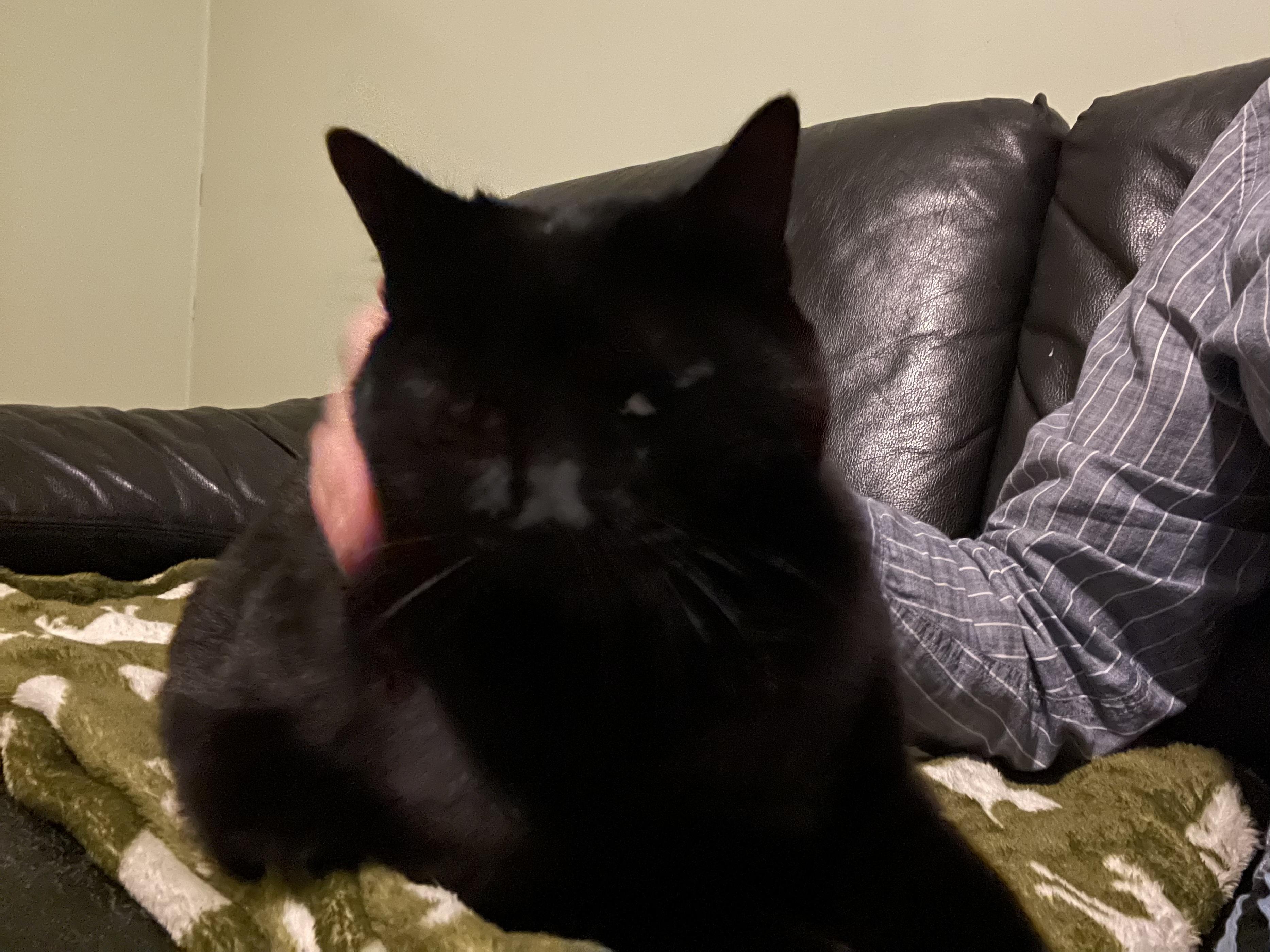 Mulan, a Adoptable mixed breed in Jersey City, NJ image 4/4