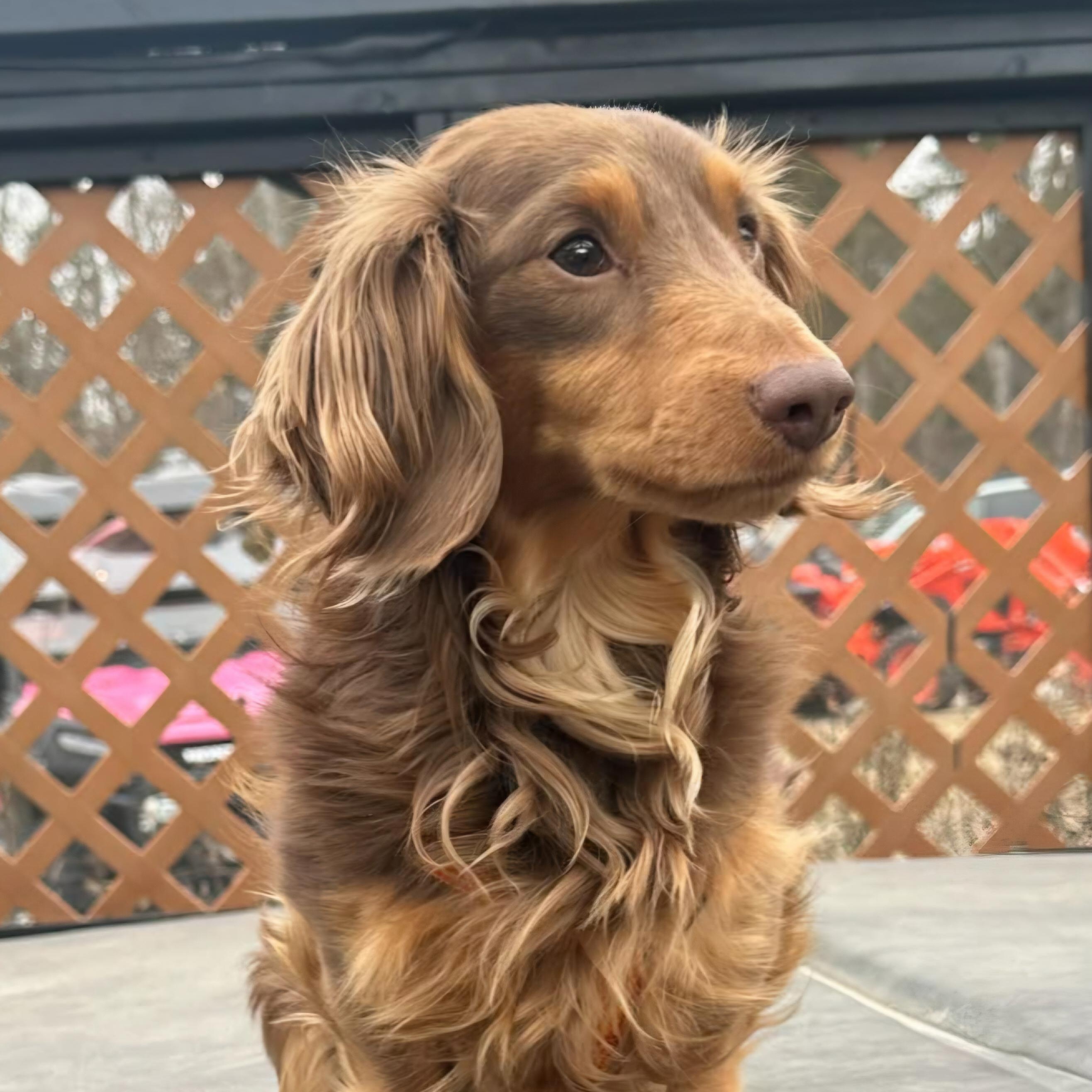 Enlarge Ricco--Adoption Pending , a Adoptable Dachshund in Omaha, NE image 2/2