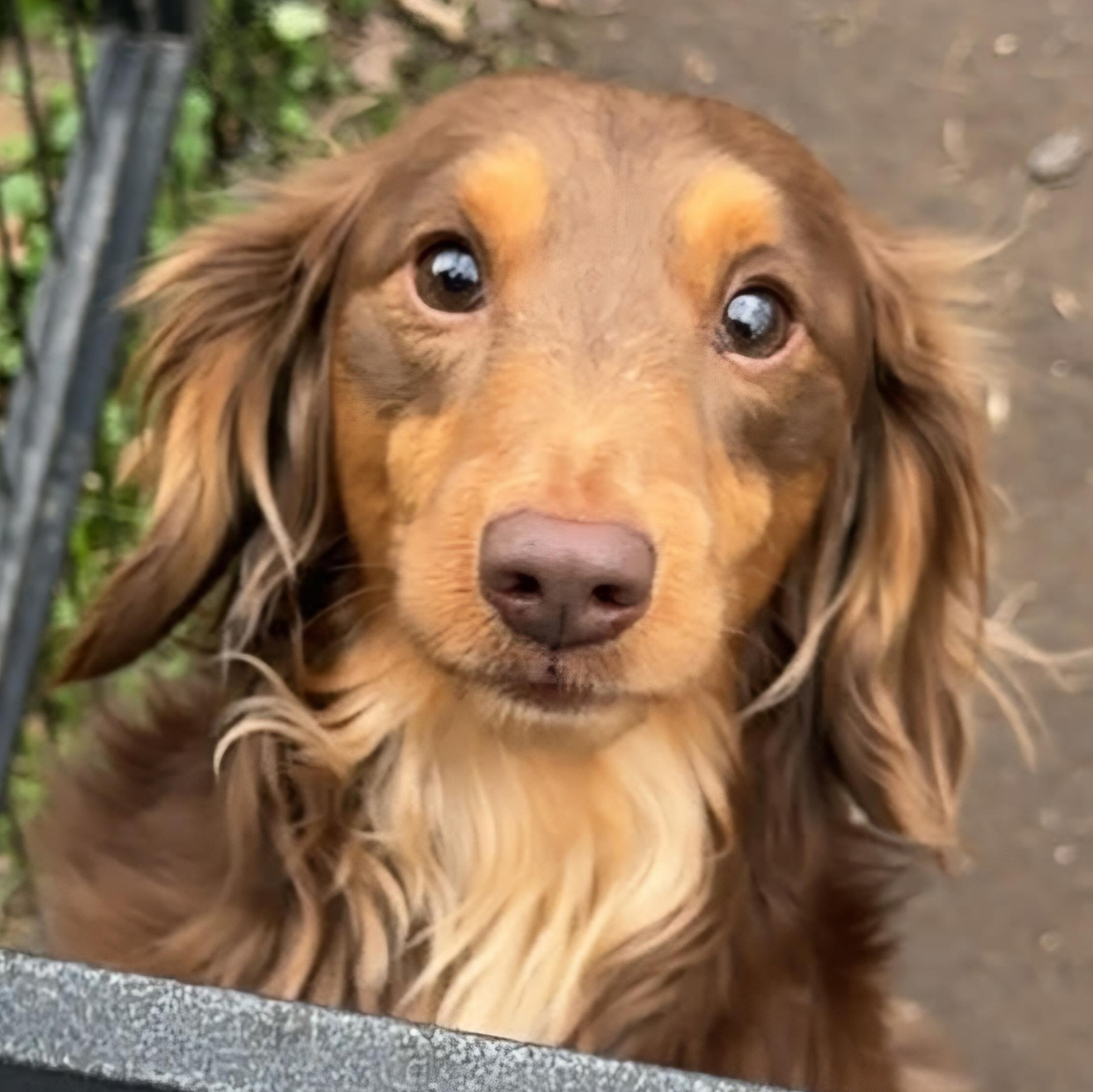 Ricco--Adoption Pending , Adoptable, Adult Male Dachshund.