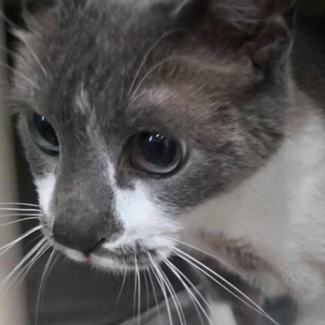 Lucy, Adoptable, Senior Female American Bobtail.