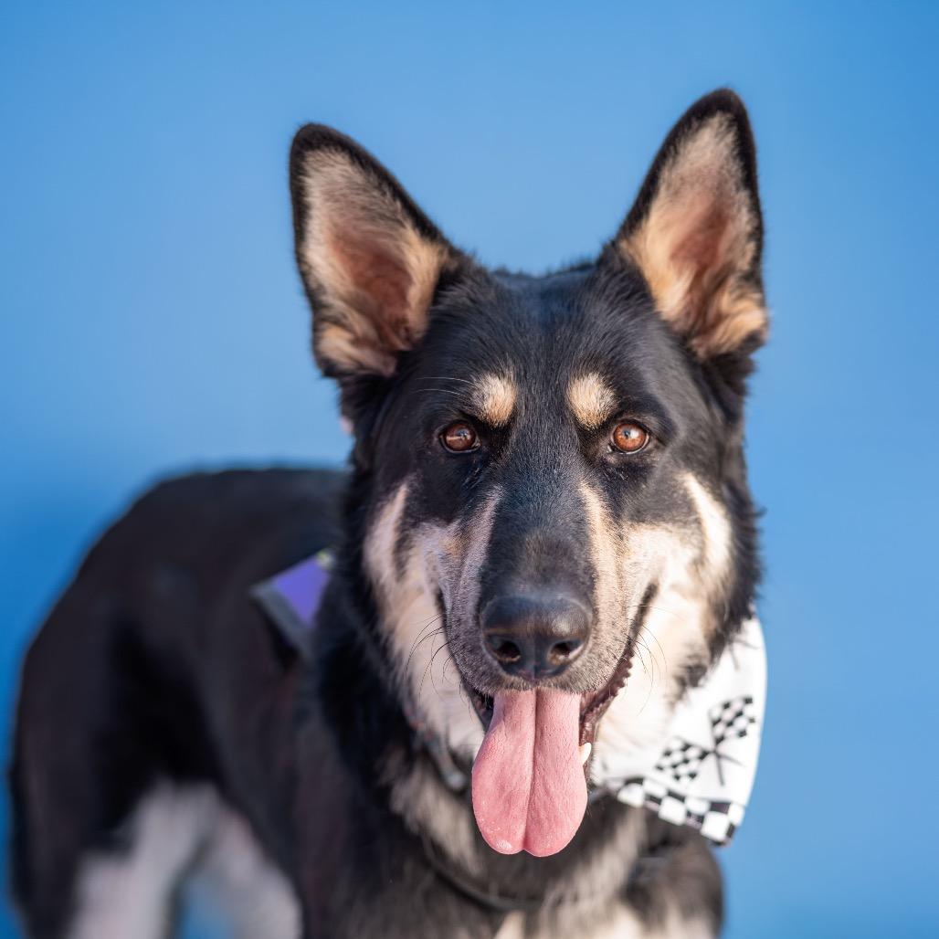 Cub Koda, Adoptable, Young Male German Shepherd Dog.