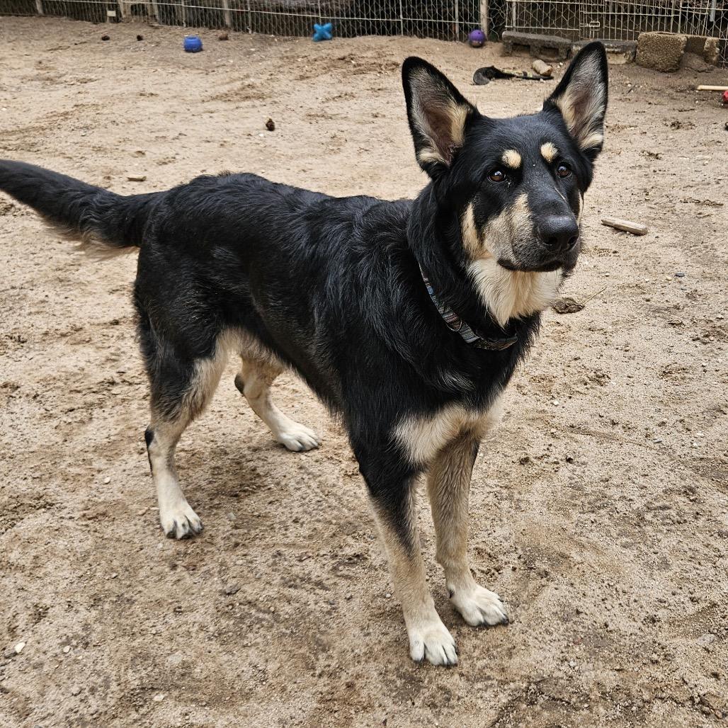 Enlarge Cub Koda, a Adoptable German Shepherd Dog in Lakewood, CO image 2/6