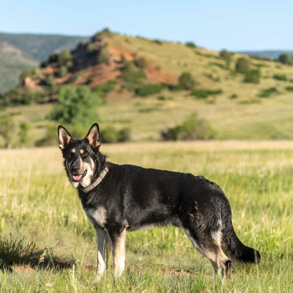 Enlarge Cub Koda, a Adoptable German Shepherd Dog in Lakewood, CO image 3/6