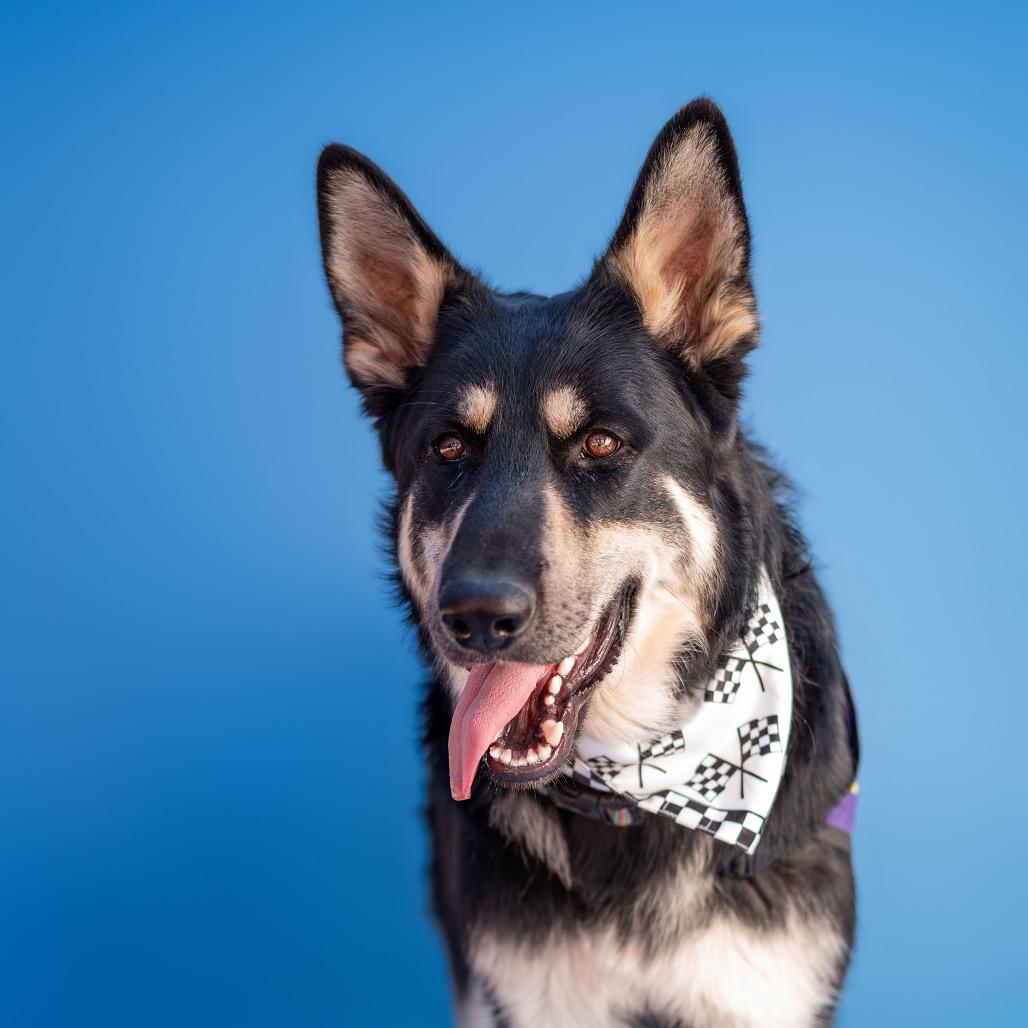 Enlarge Cub Koda, a Adoptable German Shepherd Dog in Lakewood, CO image 4/6