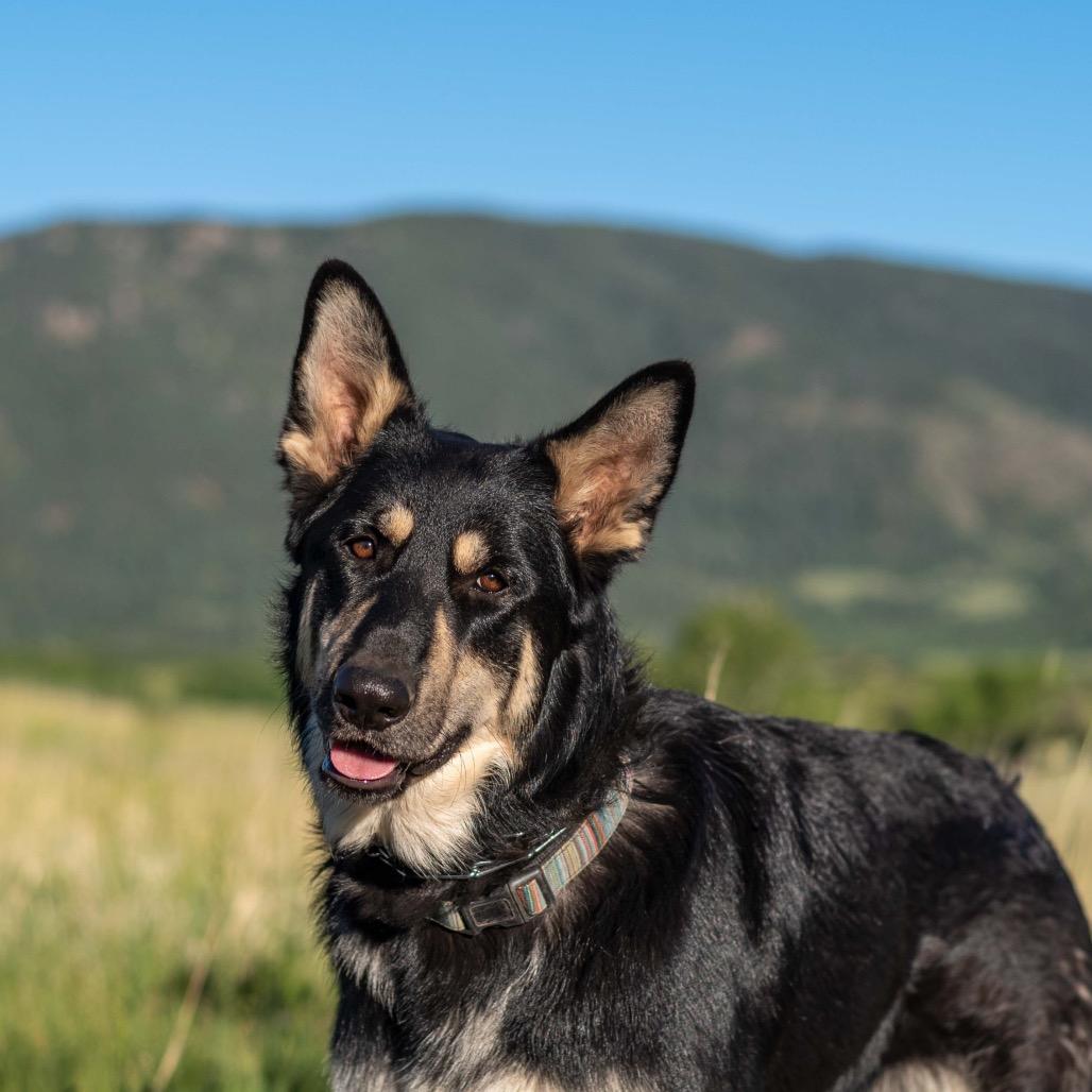 Enlarge Cub Koda, a Adoptable German Shepherd Dog in Lakewood, CO image 5/6