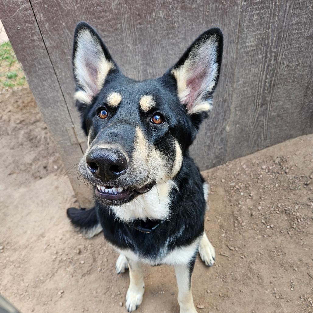 Enlarge Cub Koda, a Adoptable German Shepherd Dog in Lakewood, CO image 6/6