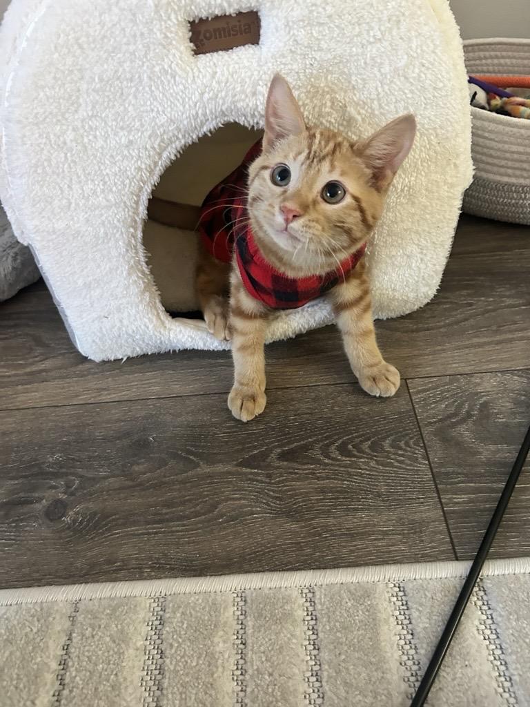 Leo, adopted, Kitten Male Domestic Short Hair.