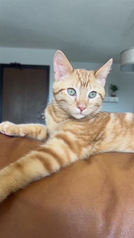 Enlarge Leo, an adopted Domestic Short Hair in Apple Valley, MN image 2/5