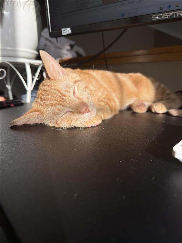 Enlarge Leo, an adopted Domestic Short Hair in Apple Valley, MN image 4/5