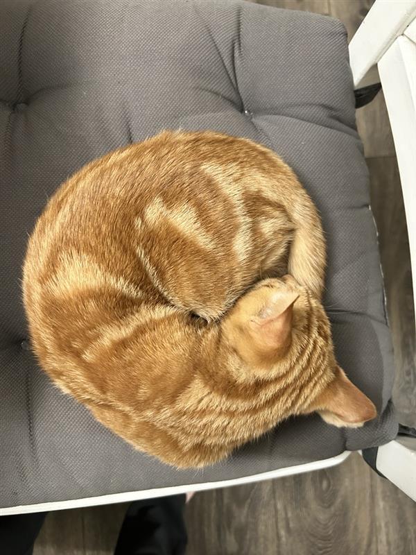 Enlarge Leo, an adopted Domestic Short Hair in Apple Valley, MN image 5/5