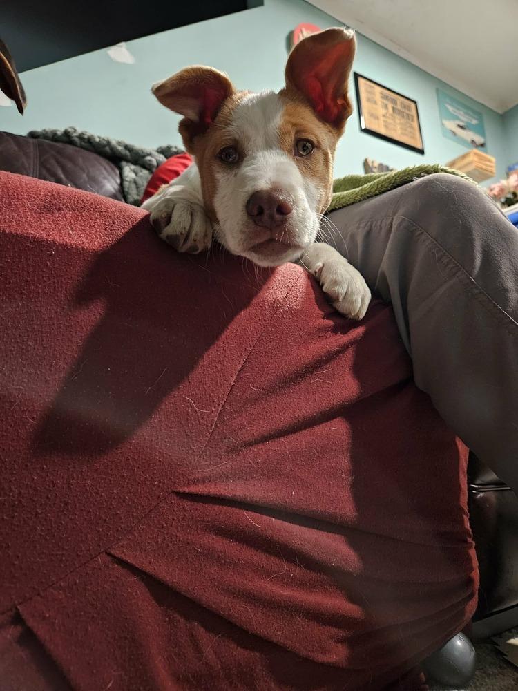 Ditto (pokemon '25), Adoptable, Puppy Female Catahoula Leopard Dog.