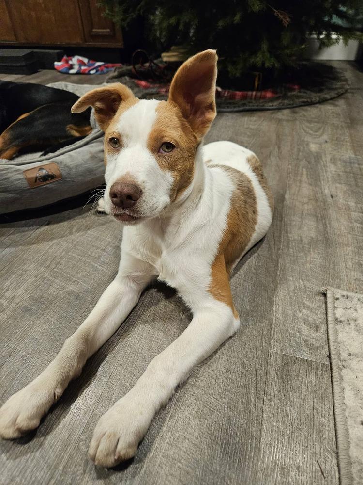 Ditto (pokemon '25), a Adoptable Catahoula Leopard Dog in New Albany, OH image 2/4