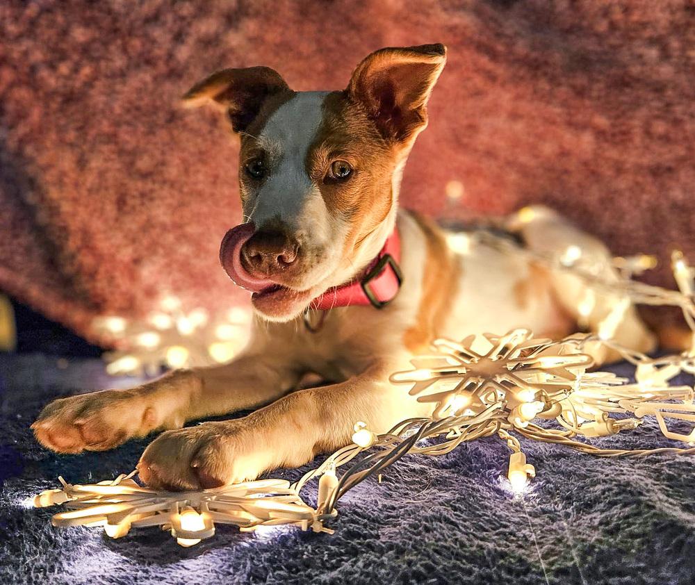 Ditto (pokemon '25), a Adoptable Catahoula Leopard Dog in New Albany, OH image 2/4