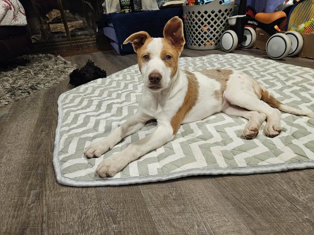 Ditto (pokemon '25), a Adoptable Catahoula Leopard Dog in New Albany, OH image 4/4