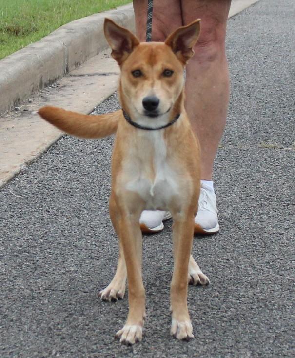 CINNIMON, a Adoptable mixed breed in Claremore, OK image 1/2