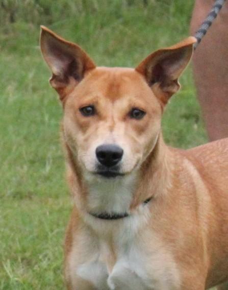 CINNIMON, a Adoptable mixed breed in Claremore, OK image 2/2