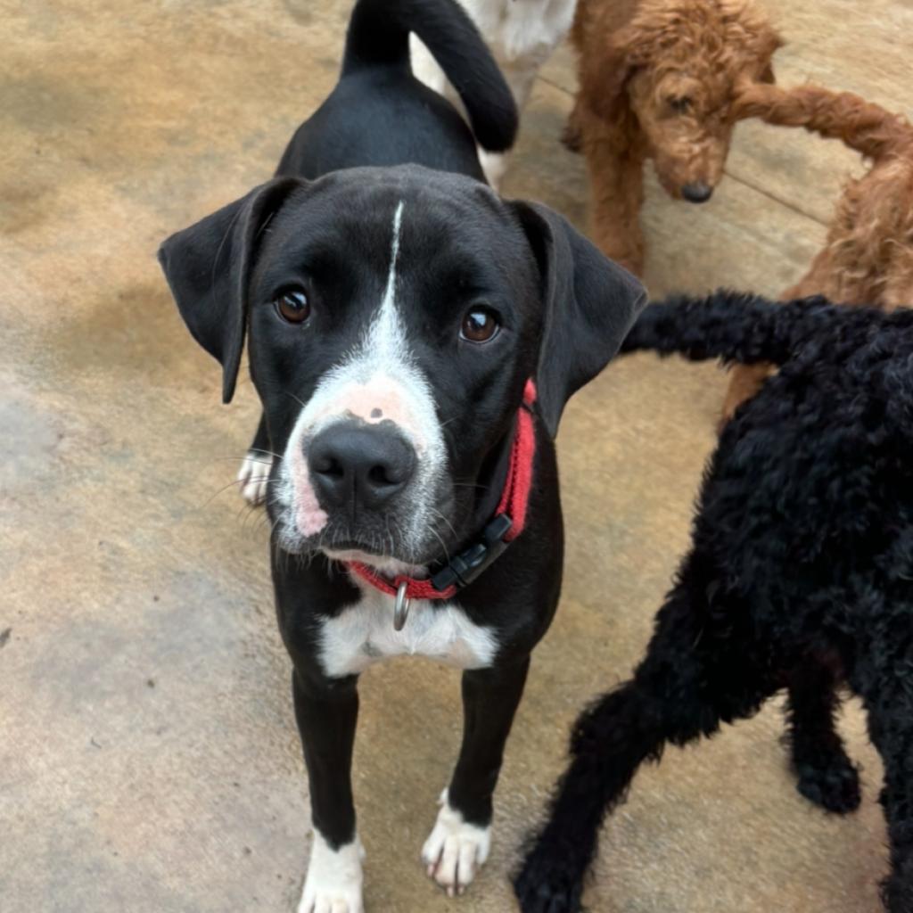 Minnie, Adoptable, Adult Female Mixed Breed & Terrier.