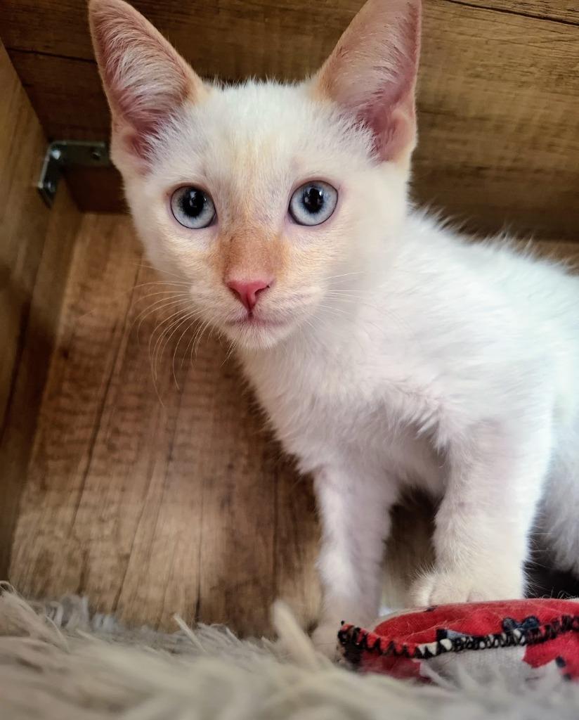 Sugar, Baby Male Siamese