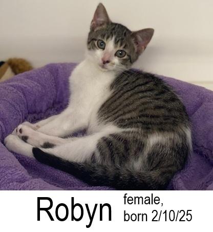 Robyn, a Adoptable Domestic Short Hair in Ocean Isle Beach, NC image 2/3