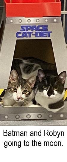 Robyn, a Adoptable Domestic Short Hair in Ocean Isle Beach, NC image 3/3