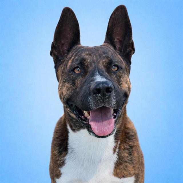 BAUTISTA, Adoptable, Adult Male Akita & Mixed Breed.