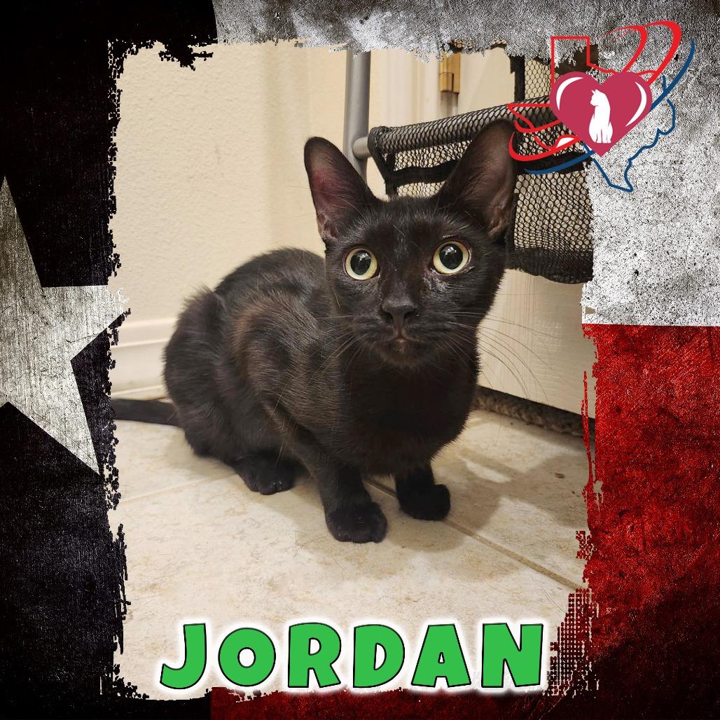 Jordan, Adoptable, Adult Female Domestic Short Hair.