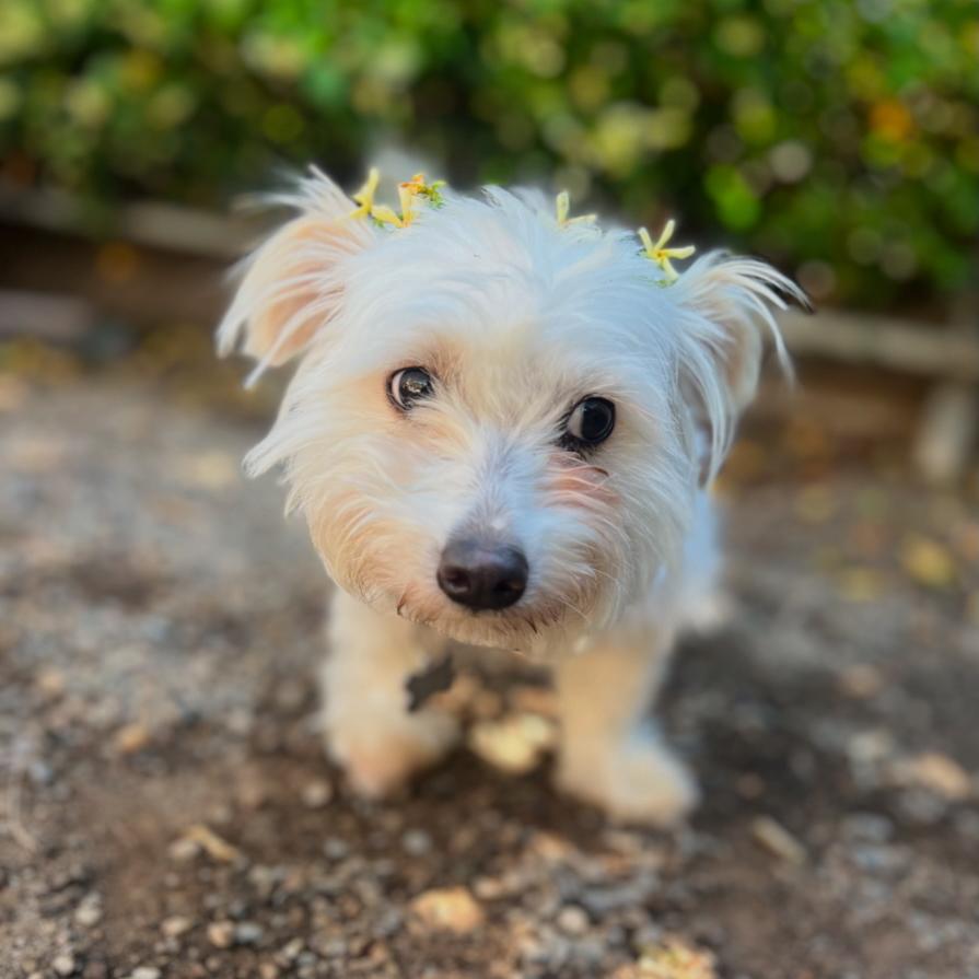 Pelucha, Adoptable, Young Female Maltese.