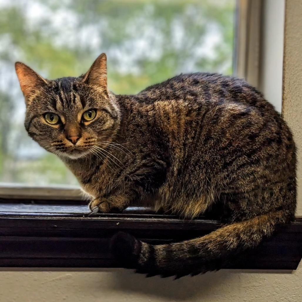 May, Adoptable, Adult Female Domestic Short Hair.