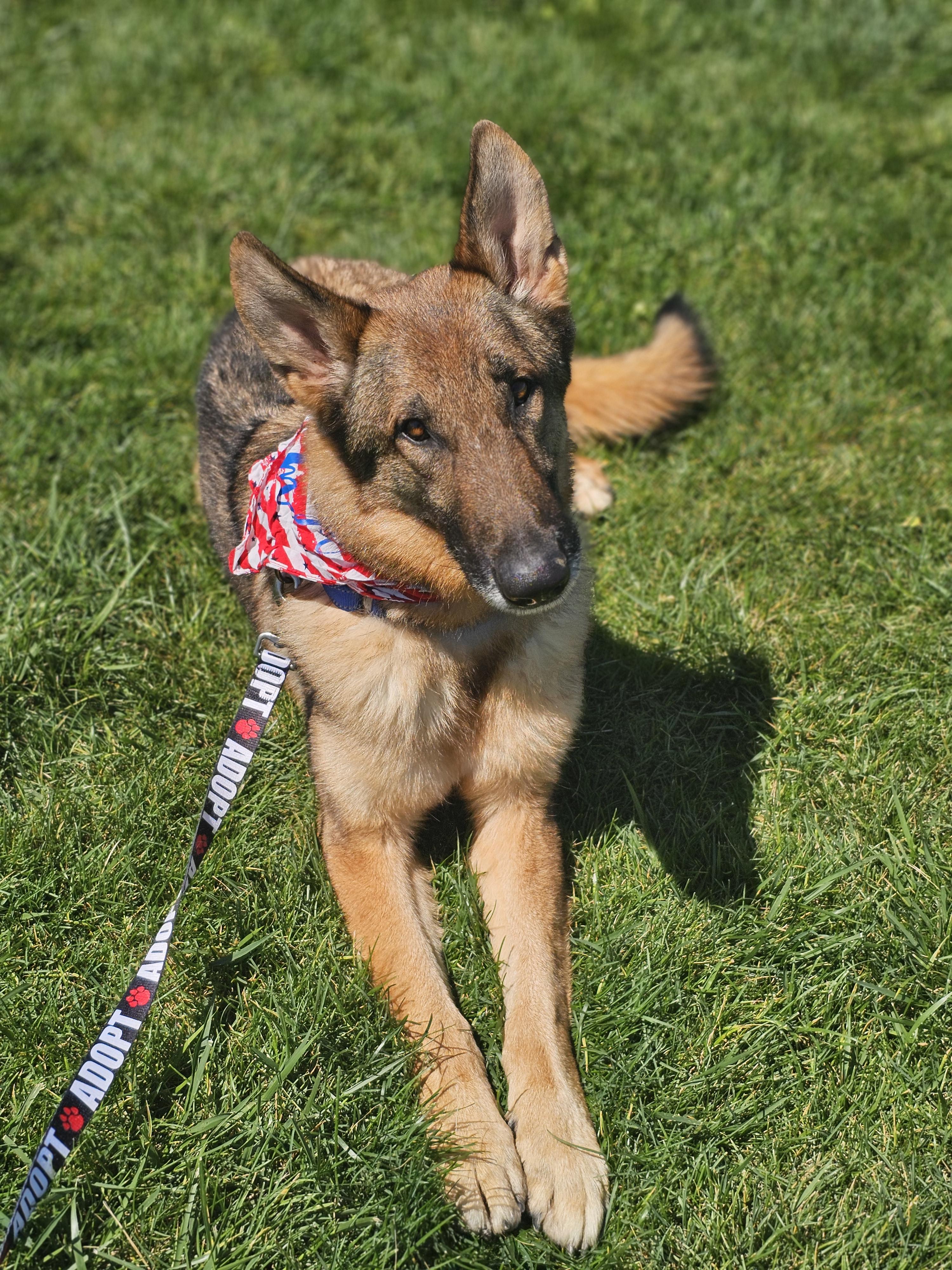 Enlarge Blinky so il, a Adoptable mixed breed in MURPHYSBORO , IL image 5/6