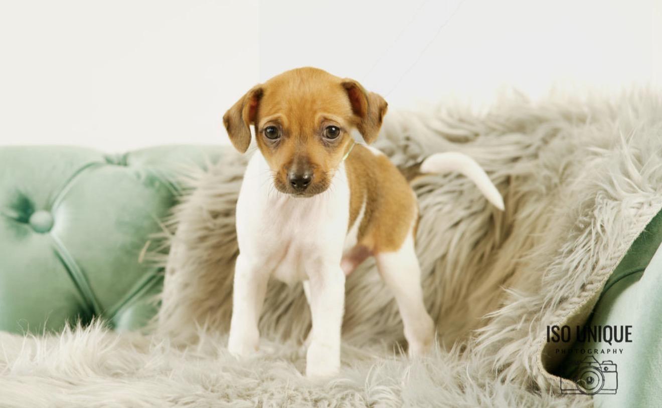 Peter, a Adoptable mixed breed in Green Bay, WI image 1/3