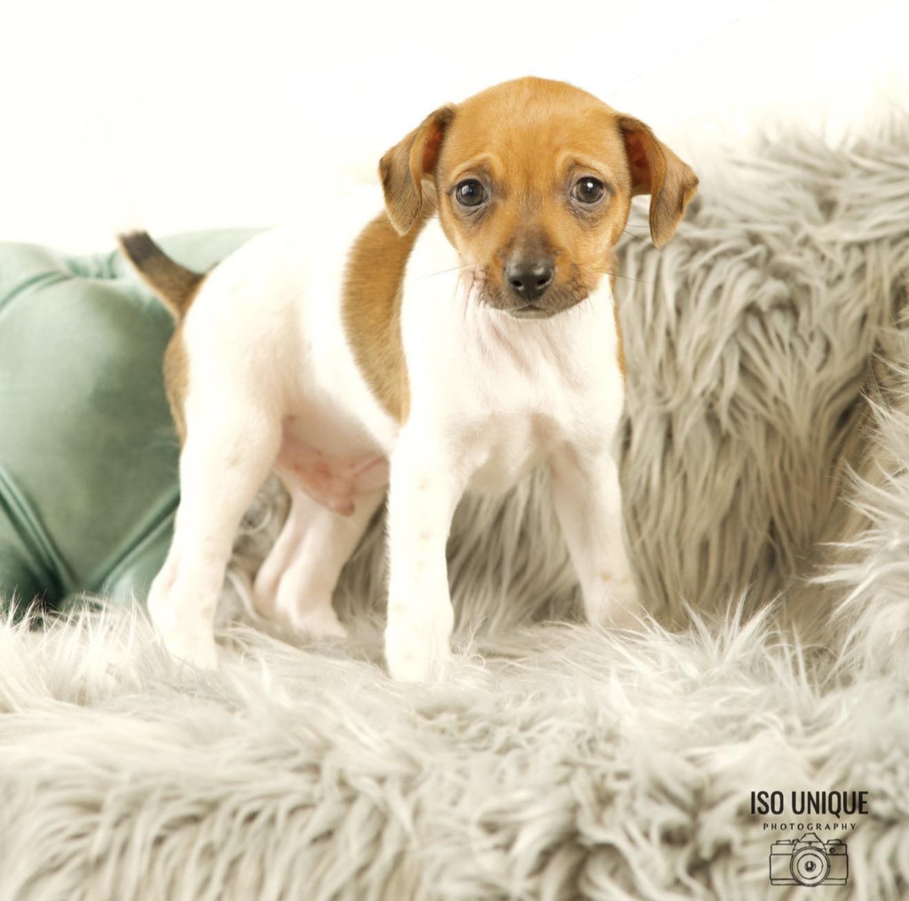 Peter, a Adoptable mixed breed in Green Bay, WI image 2/3