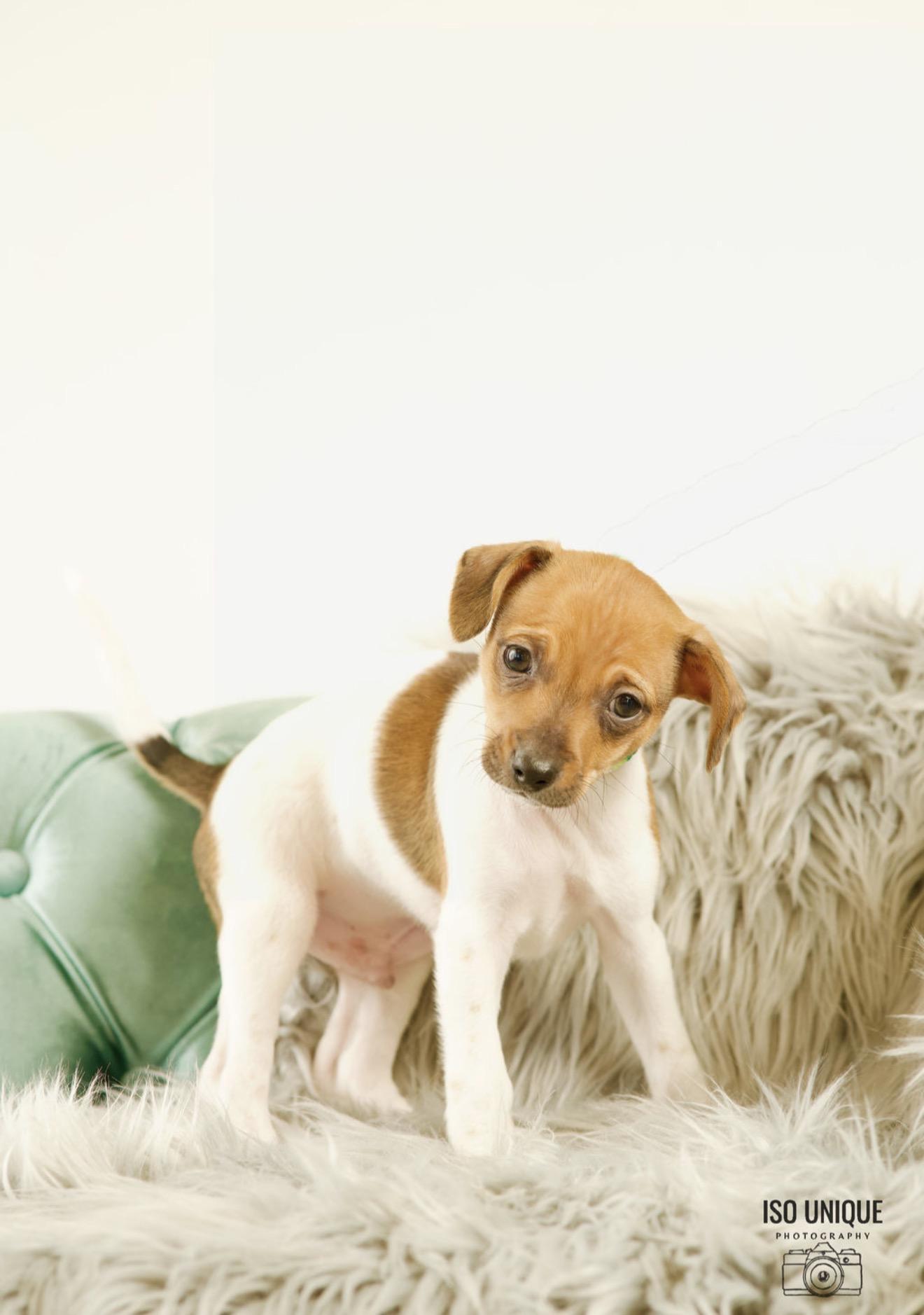 Peter, a Adoptable mixed breed in Green Bay, WI image 3/3