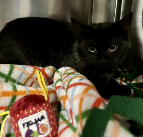 Enlarge PIPSQUEAK, a Adoptable Domestic Short Hair in Clinton Township, MI image 1/1