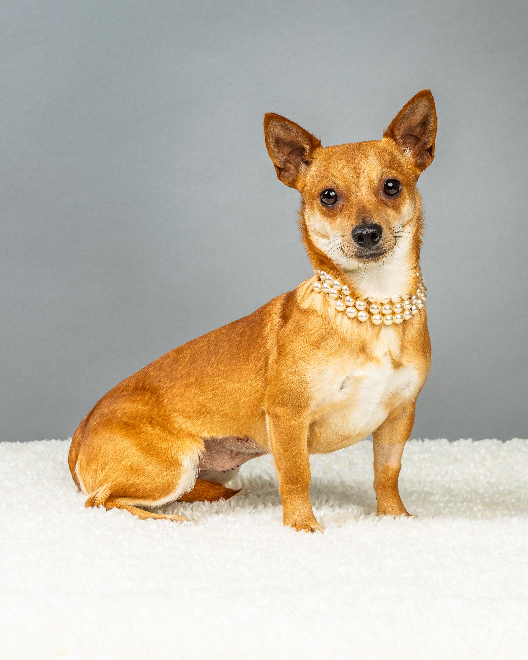 Maple, a ADOPTABLE Chihuahua in Plano, TX image 4/6