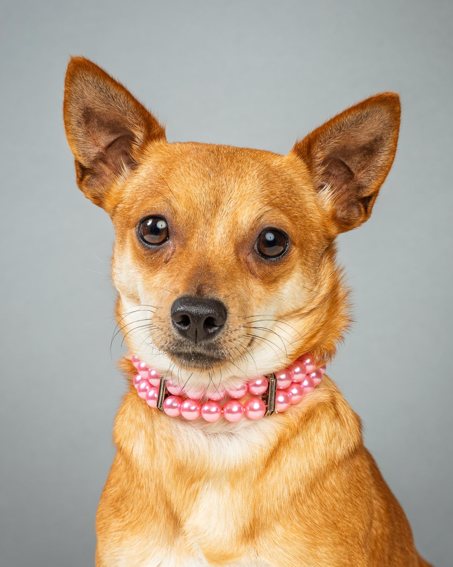 Maple, a ADOPTABLE Chihuahua in Plano, TX image 2/6