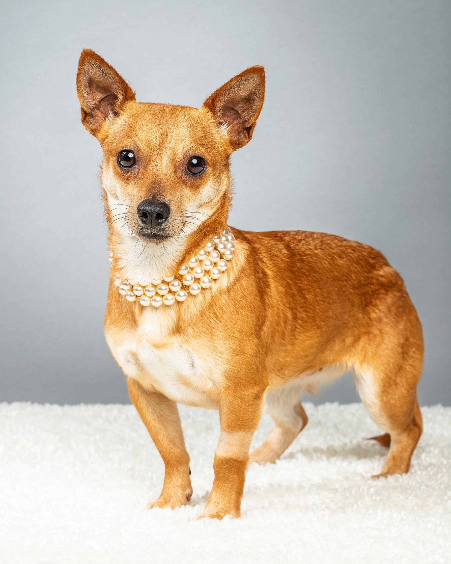 Maple, a ADOPTABLE Chihuahua in Plano, TX image 5/6