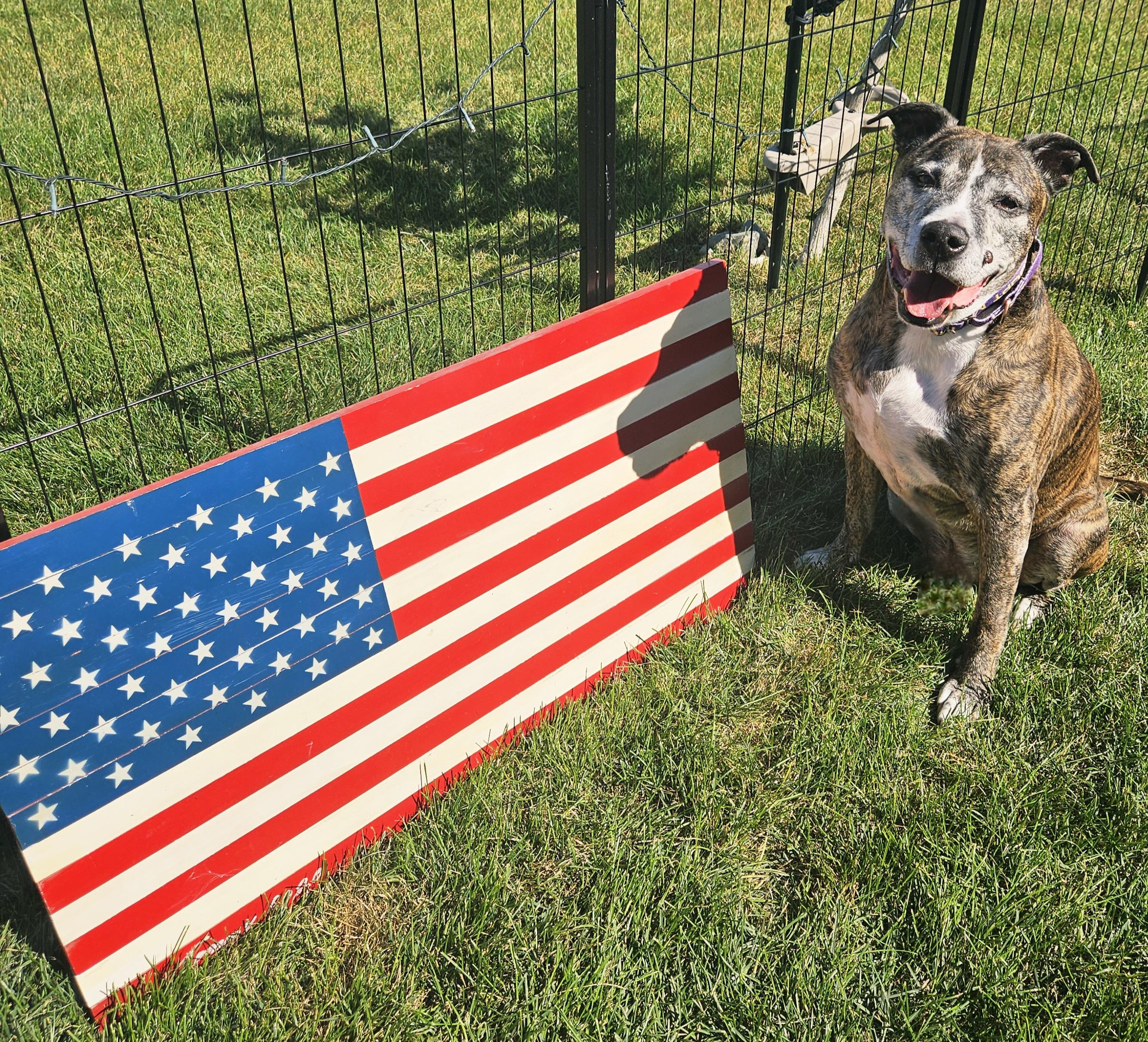 Enlarge Mi Amor-- IN FOSTER CARE, a Adoptable mixed breed in Cedar Rapids, IA image 1/5