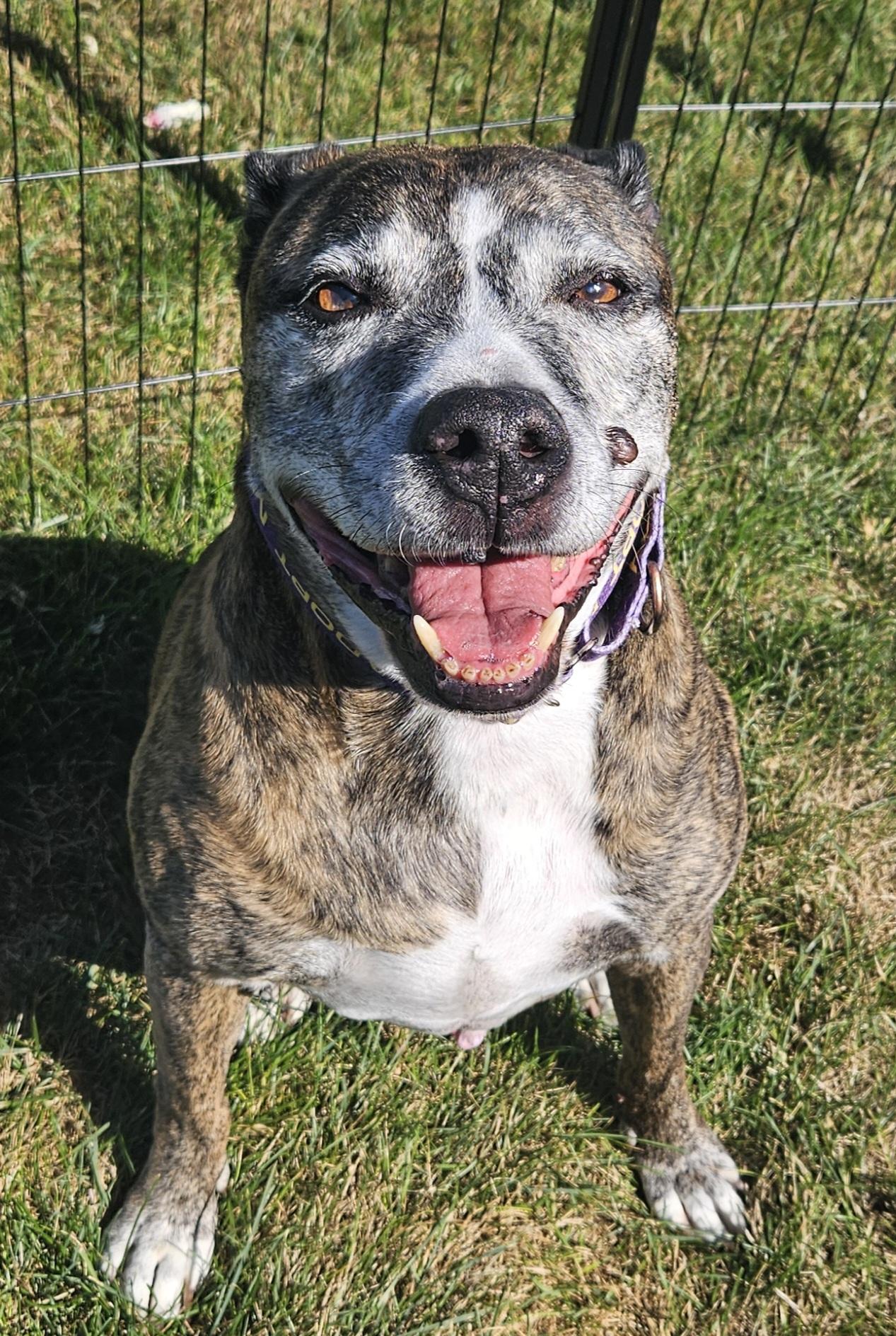 Enlarge Mi Amor-- IN FOSTER CARE, a Adoptable mixed breed in Cedar Rapids, IA image 2/5