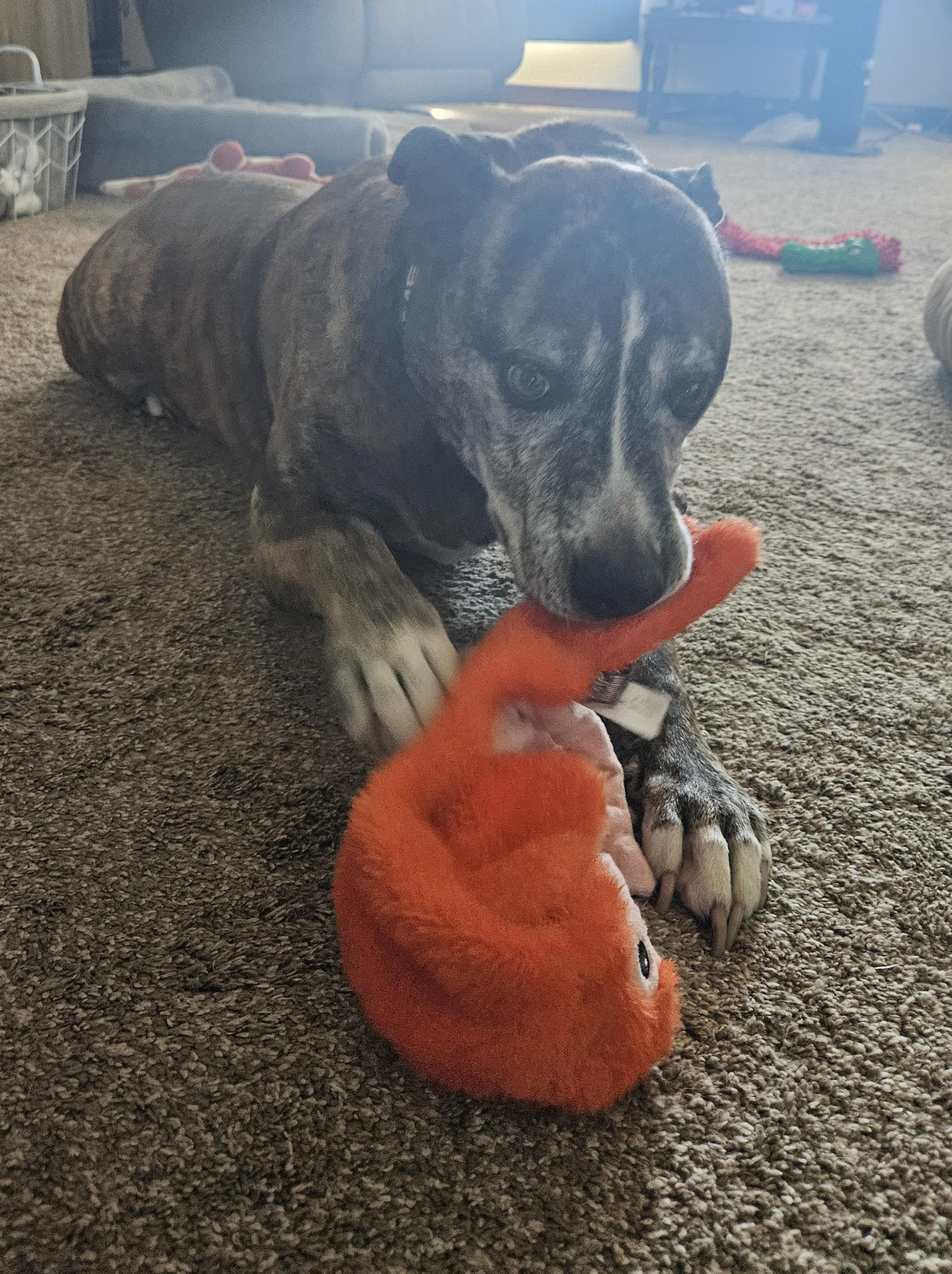 Enlarge Mi Amor-- IN FOSTER CARE, a Adoptable mixed breed in Cedar Rapids, IA image 3/5