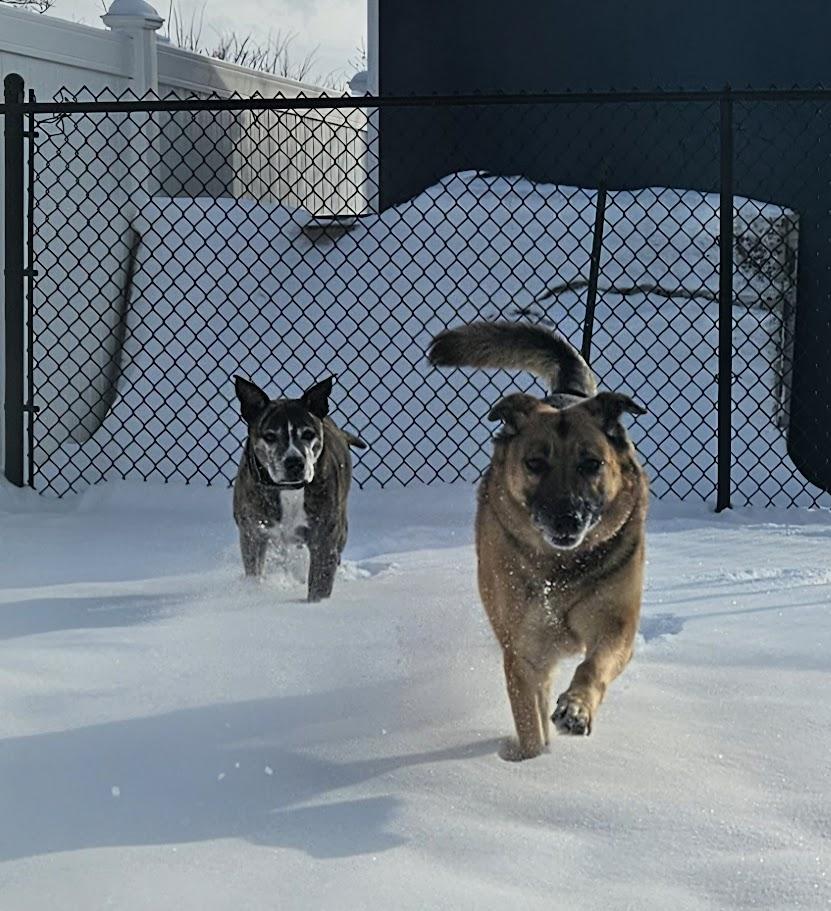 Enlarge Mi Amor-- IN FOSTER CARE, a Adoptable mixed breed in Cedar Rapids, IA image 2/6