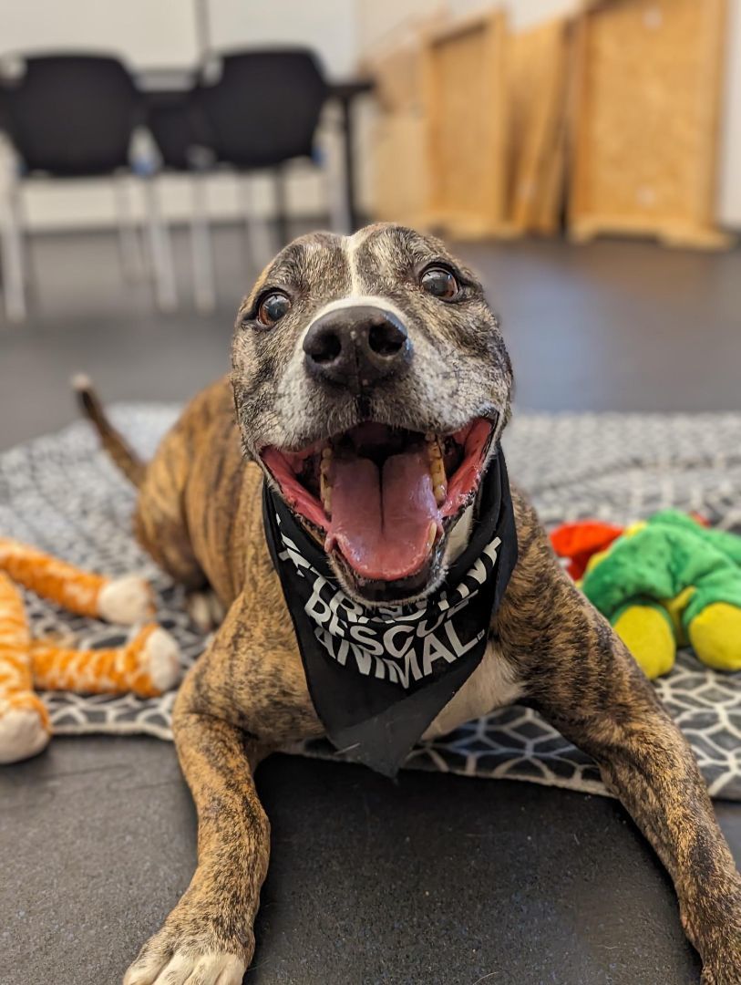 Enlarge Mi Amor-- IN FOSTER CARE, a Adoptable mixed breed in Cedar Rapids, IA image 5/5